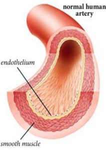 Endothelium