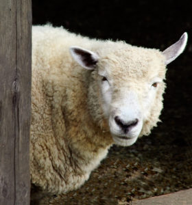 Vitamin D3 benefits from sheep's wool