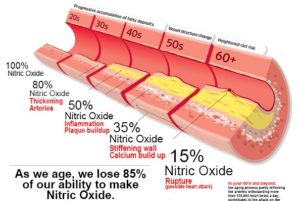 Nitric Oxide Cholesterol Connection