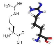 L-arginine Supplementation