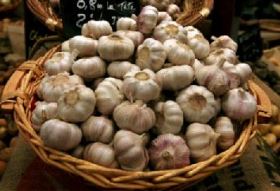 Garlic