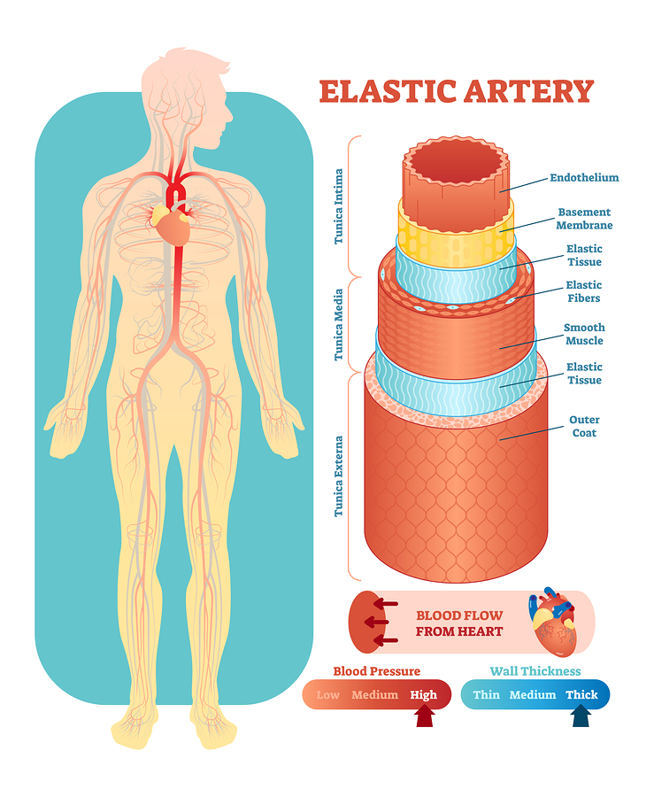 Endothelial Health