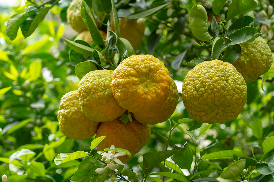 Bergamot Extract Lowers Cholesterol