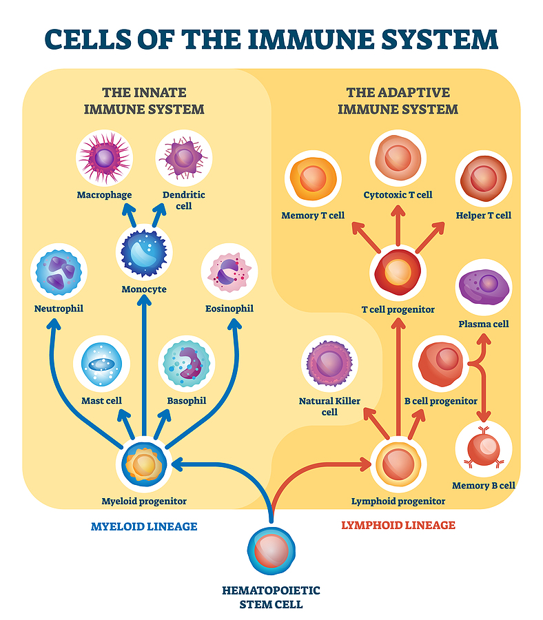 Understanding Your Immune System