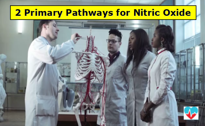 Primary Pathways for Nitric Oxide